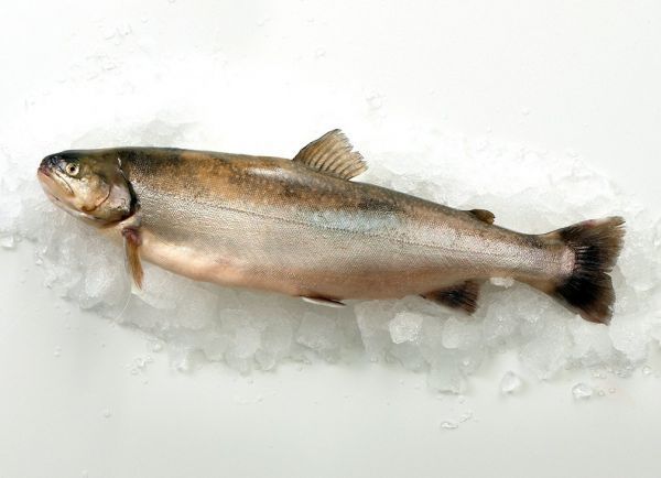 Frischer Saibling Frischer Saibling